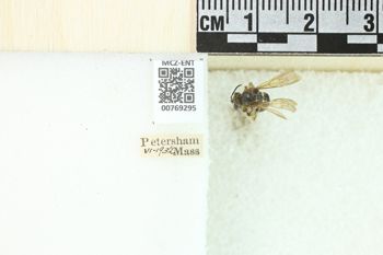 Media type: image;   Entomology 769295 Aspect: Labels